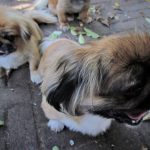 IMG_0861 (2)
