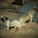 IMG_3828 (2)