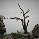 IMG_4203 (2)